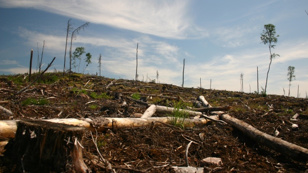 Grassy Narrows First Nation on alert for logging.