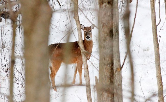 Annual First Nations deer hunt at Short Hills
