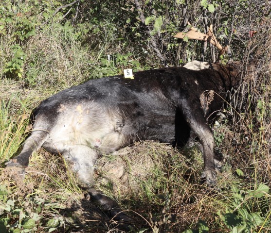 Conservation Officers Seeking Publics Help – Who Shot and Left a Bull Moose – Westree, Ontario